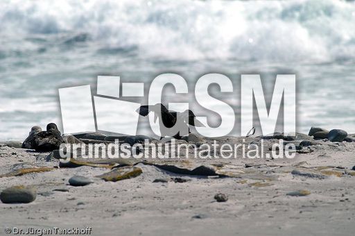 Riesensturmvogel (24 von 32).jpg